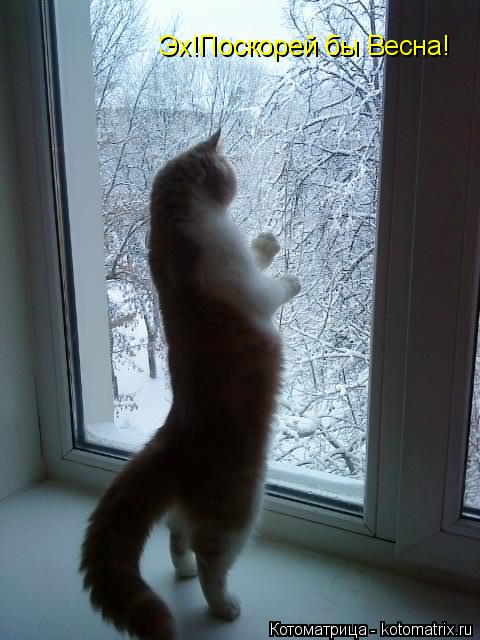 Котоматрица: Эх!Поскоркй Эх!Поскорей бы Весна!