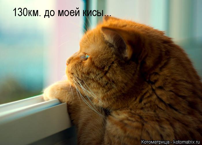130км. до моей кисы...... Котоматрица: 130км. до моей кисы...
