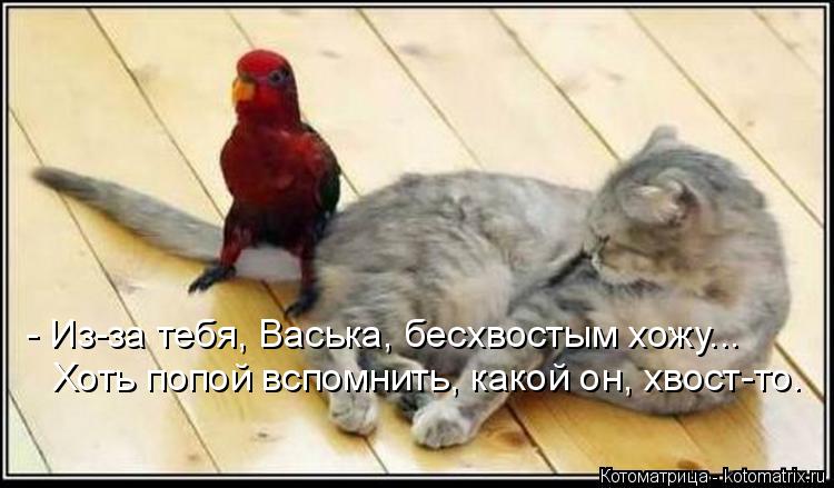 Котоматрица: - Из-за тебя, Васька, бесхвостым хожу... Хоть попой вспомнить, какой он, хвост-то.