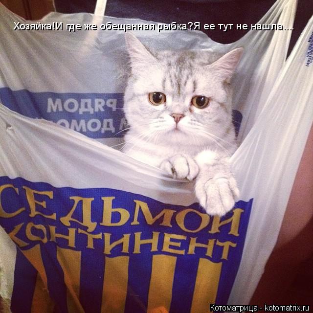 Хозяйка!И где же обещанная рыбка?Я ее тут не нашла....... Котоматрица: Хозяйка!И где же обещанная рыбка?Я ее тут не нашла....