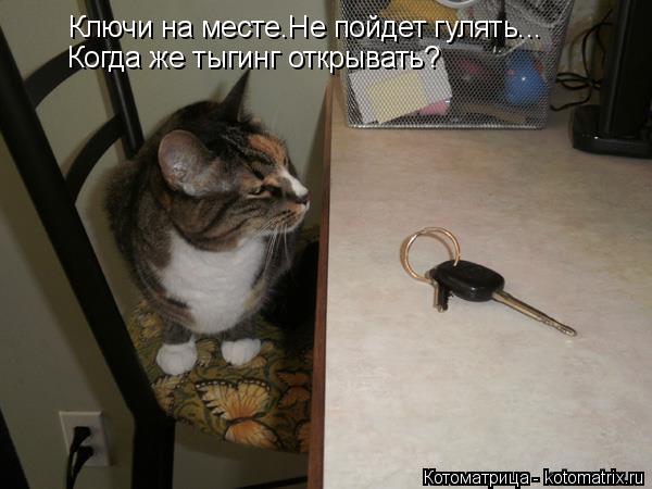 Ключи на месте.Не пойдет гулять... Когда же тыгинг открывать?... Котоматрица: Ключи на месте.Не пойдет гулять... Когда же тыгинг открывать?