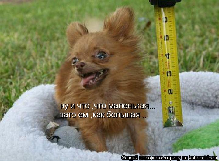ну и что ,что маленькая.... зато ем ,как большая....... Котоматрица: ну и что ,что маленькая.... зато ем ,как большая....