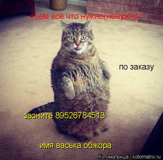 съем всё что нужно(ненужно) по заказу звоните 89526784513 имя васька обжора... Котоматрица: съем всё что нужно(ненужно) по заказу звоните 89526784513 имя васька обжора