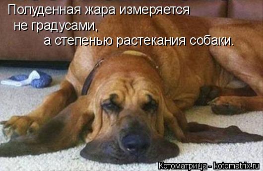 Полуденная жара измеряется не градусами, а степенью растекания собаки.... Котоматрица: Полуденная жара измеряется не градусами, а степенью растекания собаки.
