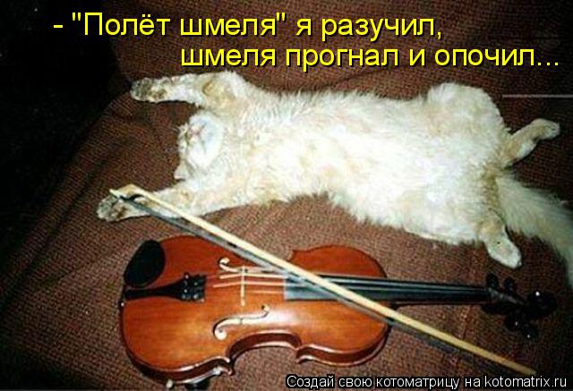 Котоматрица: - "Полёт шмеля" я разучил, шмеля прогнал и опочил...