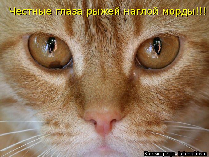 Честные глаза рыжей наглой морды!!!... Котоматрица: Честные глаза рыжей наглой морды!!!