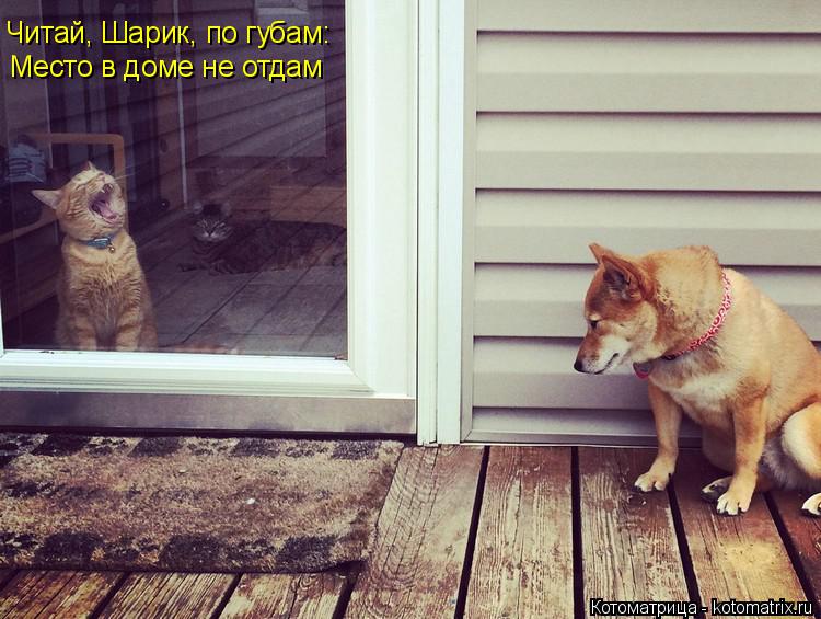 Читай, Шарик, по губам: Место в доме не отдам... Котоматрица: Читай, Шарик, по губам: Место в доме не отдам