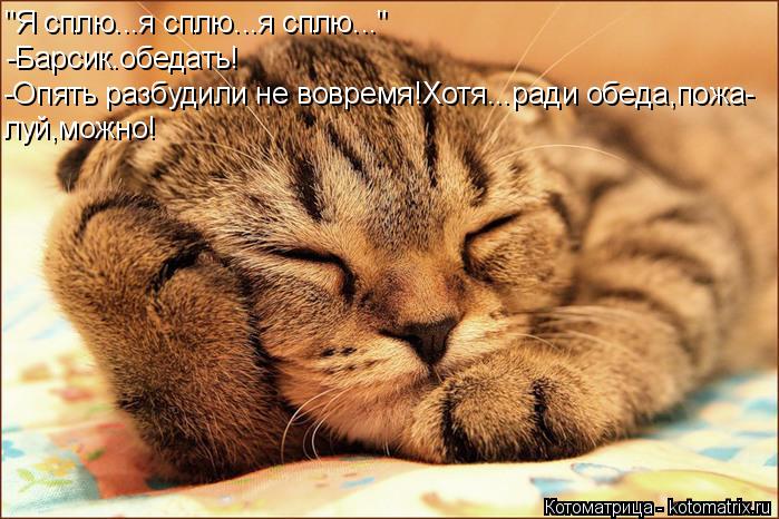 Котоматрица: "Я сплю...я сплю...я сплю..." -Барсик.обедать! -Опять разбудили не вовремя!Хотя...ради обеда,пожа- луй,можно!