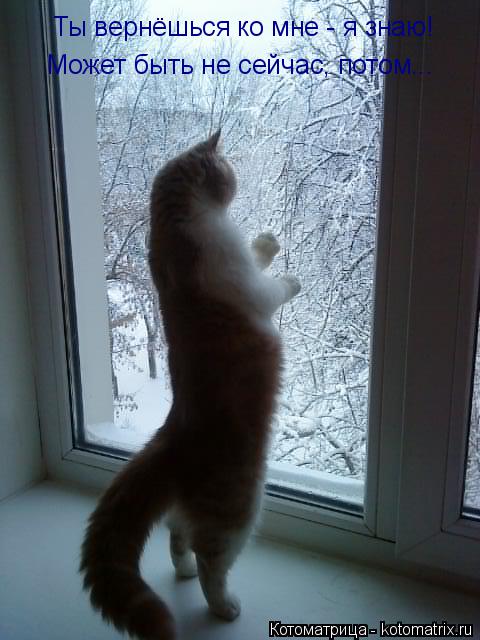 Ты вернёшься ко мне - я знаю! Может быть не сейчас, потом...... Котоматрица: Ты вернёшься ко мне - я знаю! Может быть не сейчас, потом...