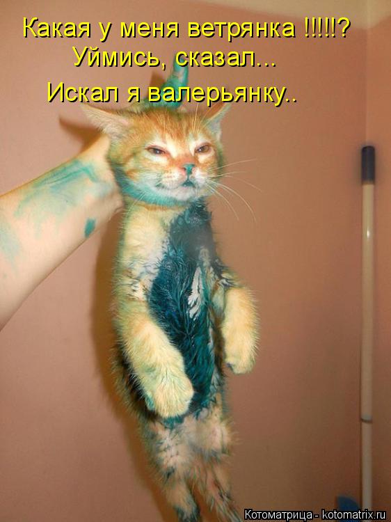 Какая у меня ветрянка !!!!!? Уймись, сказал... Искал я валерьянку..... Котоматрица: Какая у меня ветрянка !!!!!? Уймись, сказал... Искал я валерьянку..