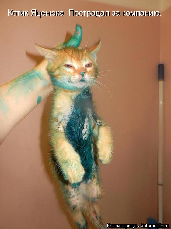 Котик Яценюка. Пострадал за компанию.... Котоматрица: Котик Яценюка. Пострадал за компанию.