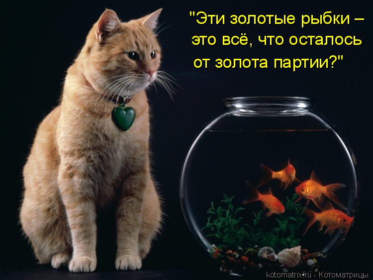 "Эти золотые рыбки – это всё, что осталось от золота партии?"... Котоматрица: "Эти золотые рыбки – это всё, что осталось от золота партии?"
