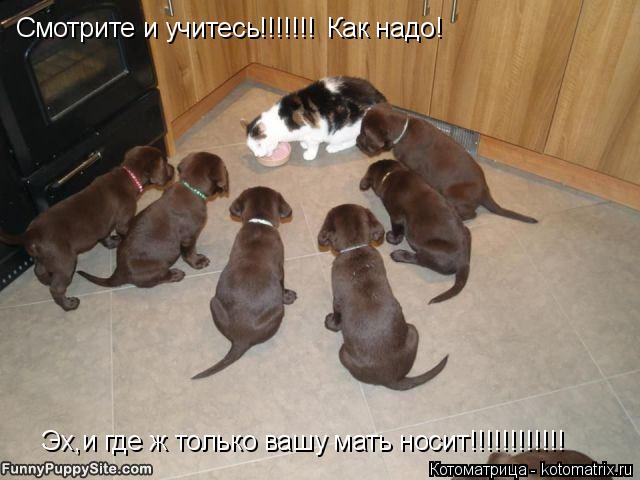 Смотрите и учитесь!!!!!!! Как надо! Эх,и где ж только вашу мать носит!!!!!!!!!!!!... Котоматрица: Смотрите и учитесь!!!!!!! Как надо! Эх,и где ж только вашу мать носит!!!!!!!!!!!!