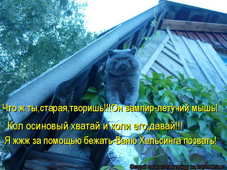 Котоматрица: Что ж ты,старая,творишь!!!Он вампир-летучий мышь! Кол осиновый хватай и коли его,давай!!! Я жжж за помощью бежать-Ваню Хельсинга позвать!
