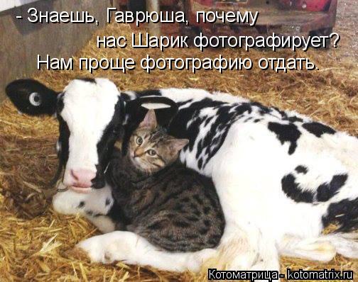 Котоматрица: - Знаешь, Гаврюша, почему  нас Шарик фотографирует? Нам проще фотографию отдать.