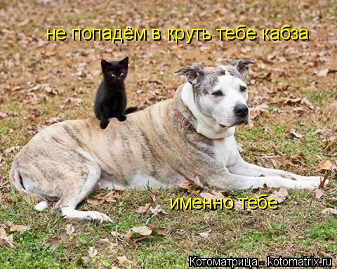 не попадём в круть тебе кабза именно тебе... Котоматрица: не попадём в круть тебе кабза именно тебе