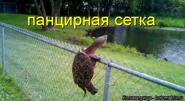 панцирная сетка... Котоматрица: панцирная сетка