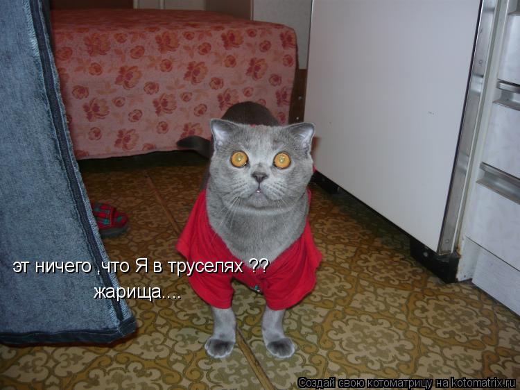 жарища.... эт ничего ,что Я в труселях ??... Котоматрица: жарища.... эт ничего ,что Я в труселях ??