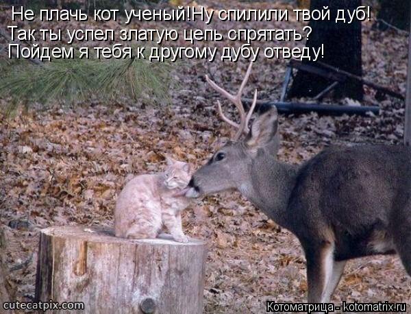 Не плачь кот ученый!Ну спилили твой дуб! Так ты успел златую цепь спрятать? Пойдем я тебя к другому д... Котоматрица: Не плачь кот ученый!Ну спилили твой дуб! Так ты успел златую цепь спрятать? Пойдем я тебя к другому дубу отведу!