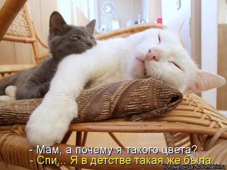 Котоматрица: - Спи... Я в детстве такая же была... - Мам, а почему я такого цвета?