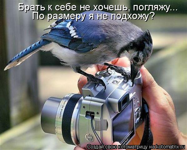 Брать к себе не хочешь, погляжу... По размеру я не подхожу?... Котоматрица: Брать к себе не хочешь, погляжу... По размеру я не подхожу?