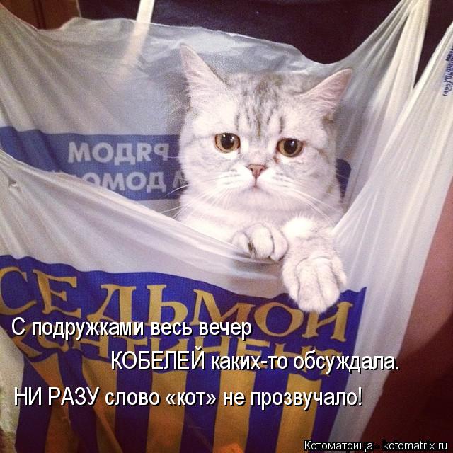 С подружками весь вечер КОБЕЛЕЙ каких-то обсуждала. НИ РАЗУ слово «кот» не прозвучало!... Котоматрица: С подружками весь вечер КОБЕЛЕЙ каких-то обсуждала. НИ РАЗУ слово «кот» не прозвучало!