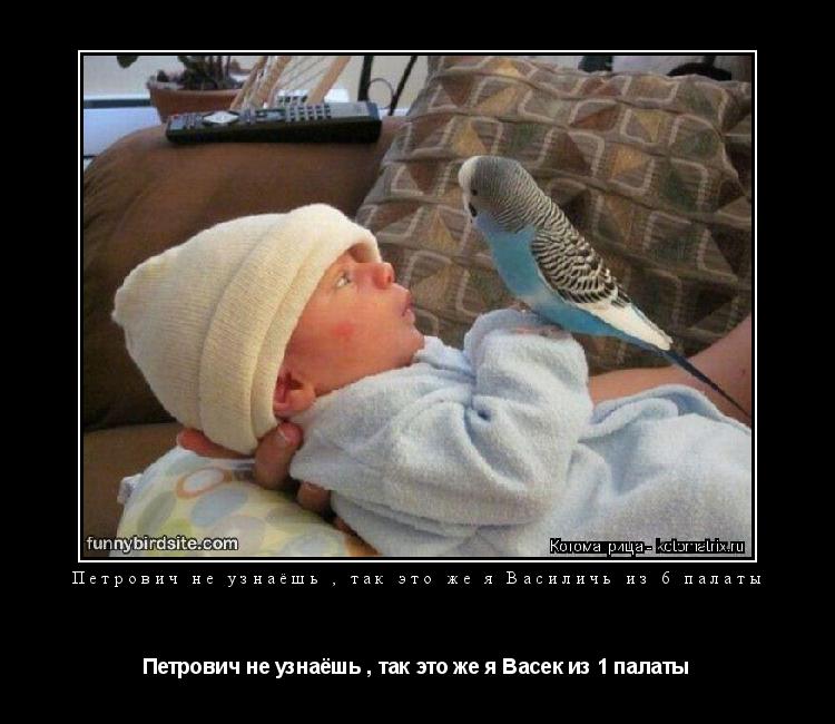 Петрович не узнаёшь , так это же я Василичь из 6 палаты Петрович не узнаёшь , так это же я Васек из 1... Котоматрица: Петрович не узнаёшь , так это же я Василичь из 6 палаты Петрович не узнаёшь , так это же я Васек из 1 палаты