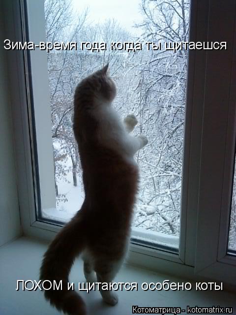 Зима-время года когда ты щитаешся ЛОХОМ и щитаются особено коты... Котоматрица: Зима-время года когда ты щитаешся ЛОХОМ и щитаются особено коты