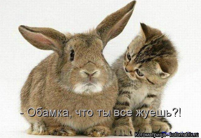 Котоматрица: - Обамка, что ты все жуешь?!