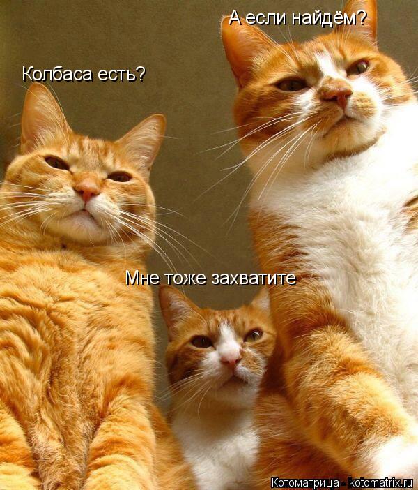 Колбаса есть? А если найдём? Мне тоже захватите... Котоматрица: Колбаса есть? А если найдём? Мне тоже захватите
