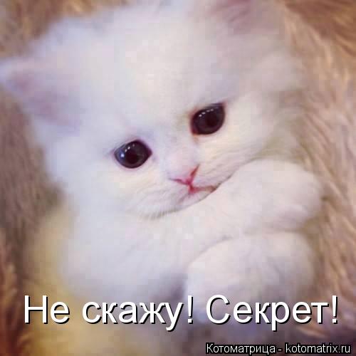 Не скажу! Секрет!... Котоматрица: Не скажу! Секрет!