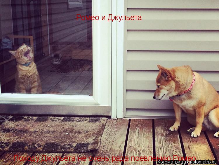 Ромео и Джульета Походу Джульета не очень рада поевлению Ромео... Котоматрица: Ромео и Джульета Походу Джульета не очень рада поевлению Ромео