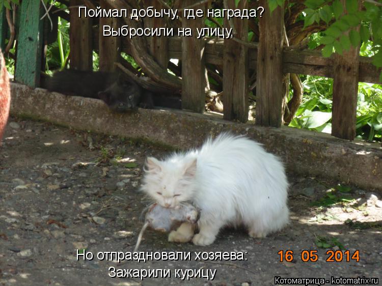 Поймал добычу, где награда? Зажарили курицу Но отпраздновали хозяева: Выбросили на улицу,... Котоматрица: Поймал добычу, где награда? Зажарили курицу Но отпраздновали хозяева: Выбросили на улицу,