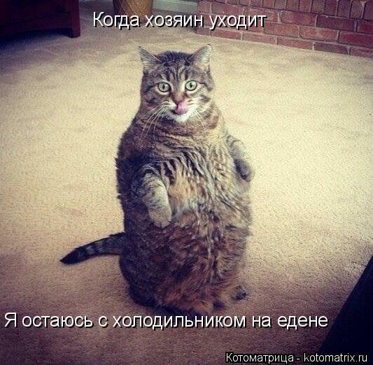 Когда хозяин уходит Я остаюсь с холодильником на едене... Котоматрица: Когда хозяин уходит Я остаюсь с холодильником на едене