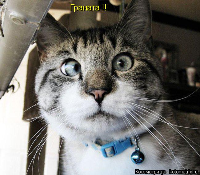 Граната !!!... Котоматрица: Граната !!!