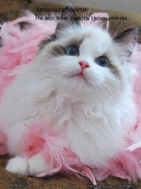 Хозяюшка,прости! Не мог я не съесть твоих птичек...... Котоматрица: Хозяюшка,прости! Не мог я не съесть твоих птичек...