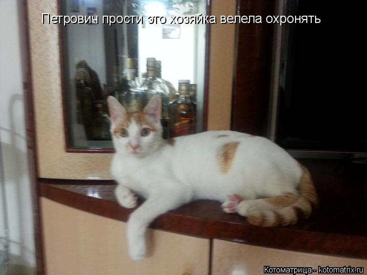 Петрович прости это хозяйка велела охронять... Котоматрица: Петрович прости это хозяйка велела охронять