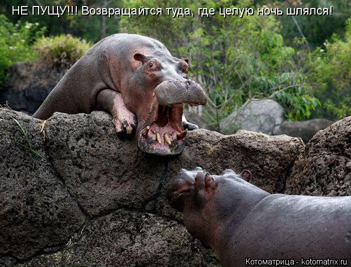 НЕ ПУЩУ!!! Возвращайтся туда, где целую ночь шлялся!... Котоматрица: НЕ ПУЩУ!!! Возвращайтся туда, где целую ночь шлялся!
