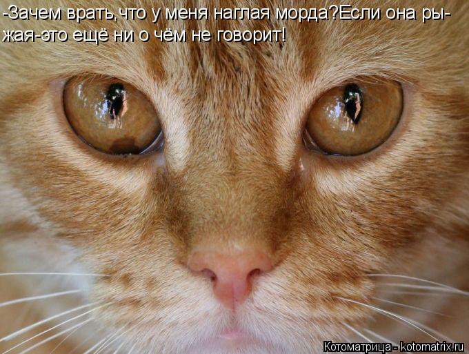 -Зачем врать,что у меня наглая морда?Если она ры- жая-это ещё ни о чём не говорит!... Котоматрица: -Зачем врать,что у меня наглая морда?Если она ры- жая-это ещё ни о чём не говорит!