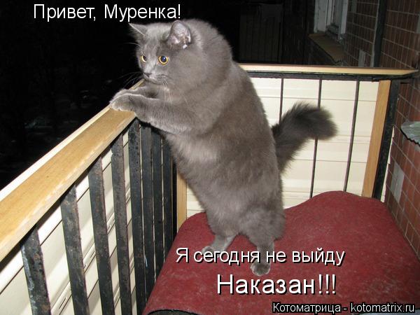 Привет, Муренка! Я сегодня не выйду Наказан!!!... Котоматрица: Привет, Муренка! Я сегодня не выйду Наказан!!!