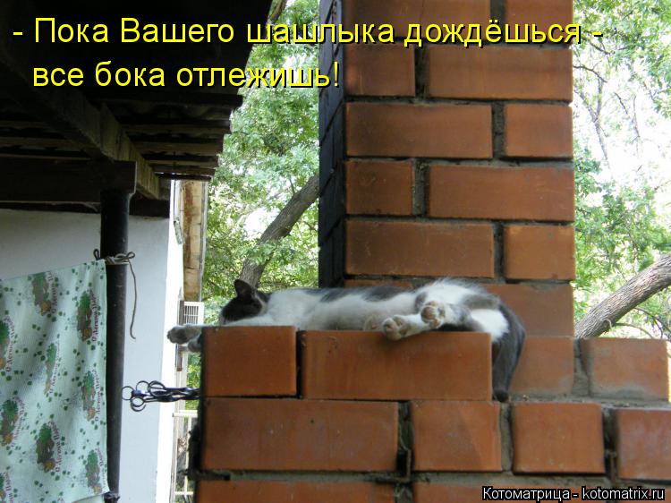 Котоматрица: - Пока Вашего шашлыка дождёшься - все бока отлежишь!