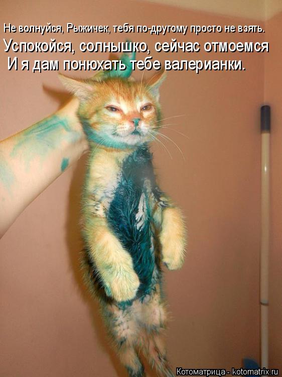 Не волнуйся, Рыжичек, тебя по-другому просто не взять. Успокойся, солнышко, сейчас отмоемся И я дам... Котоматрица: Не волнуйся, Рыжичек, тебя по-другому просто не взять. Успокойся, солнышко, сейчас отмоемся И я дам понюхать тебе валерианки.