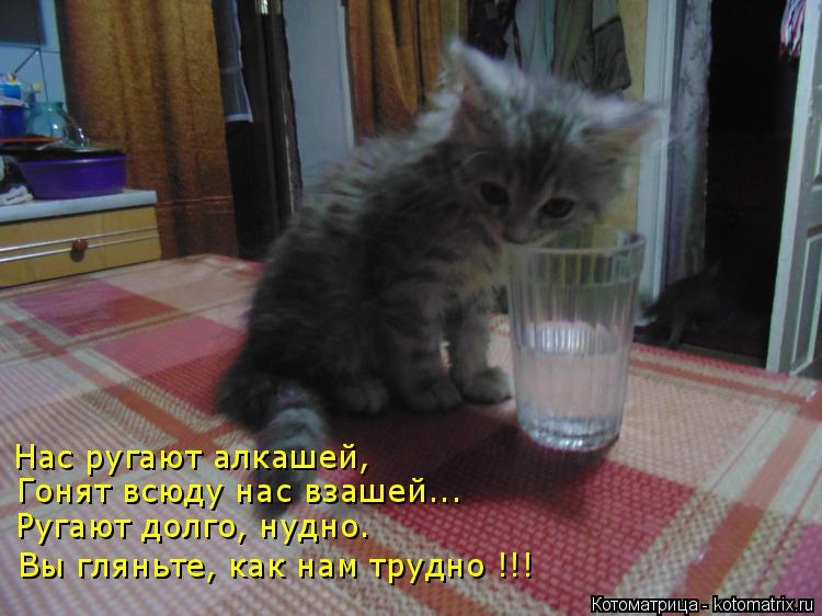 Нас ругают алкашей, Гонят всюду нас взашей... Ругают долго, нудно. Вы гляньте, как нам трудно !!!... Котоматрица: Нас ругают алкашей, Гонят всюду нас взашей... Ругают долго, нудно. Вы гляньте, как нам трудно !!!