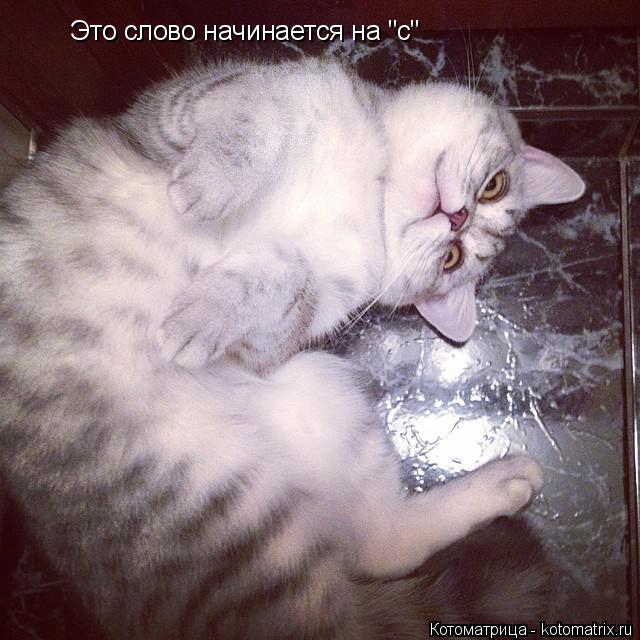 Это слово начинается на "с"... Котоматрица: Это слово начинается на "с"