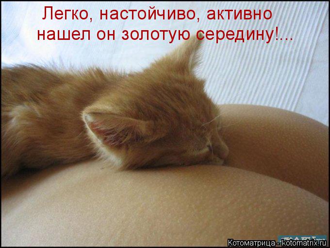 Легко, настойчиво, активно нашел он золотую середину!...... Котоматрица: Легко, настойчиво, активно нашел он золотую середину!...