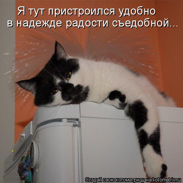 Я тут пристроился удобно в надежде радости съедобной...... Котоматрица: Я тут пристроился удобно в надежде радости съедобной...