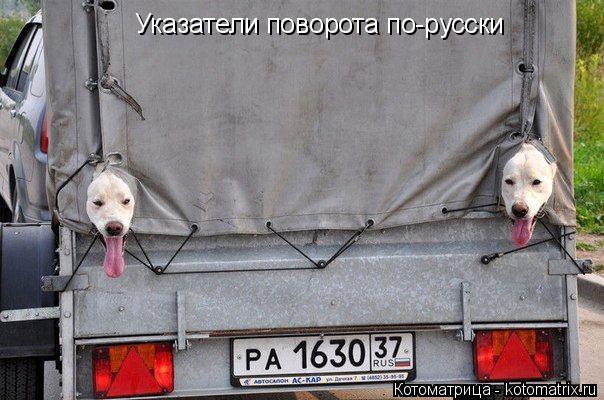 Указатели поворота по-русски... Котоматрица: Указатели поворота по-русски