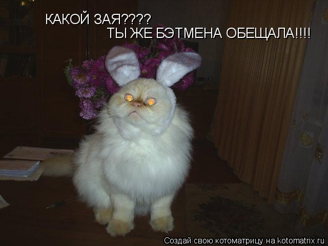 Котоматрица: КАКОЙ ЗАЯ???? ТЫ ЖЕ БЭТМЕНА ОБЕЩАЛА!!!!