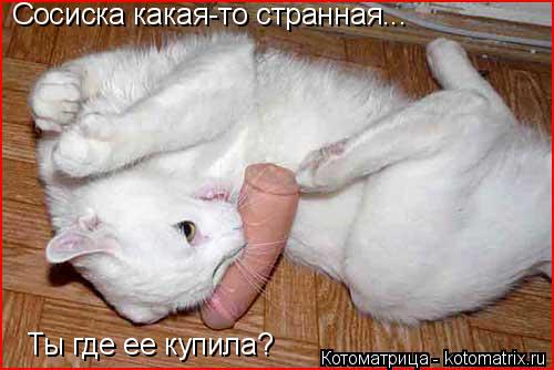 Сосиска какая-то странная... Ты где ее купила?... Котоматрица: Сосиска какая-то странная... Ты где ее купила?