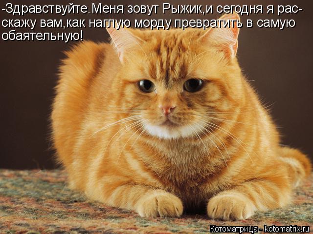 -Здравствуйте.Меня зовут Рыжик,и сегодня я рас- скажу вам,как наглую морду превратить в самую обаятел... Котоматрица: -Здравствуйте.Меня зовут Рыжик,и сегодня я рас- скажу вам,как наглую морду превратить в самую обаятельную!